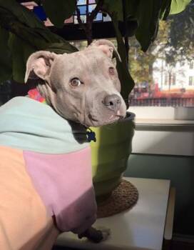 Mixed Breed Dogs Available for Adoption in Chamblee, Georgia - Lesta | PetCurious