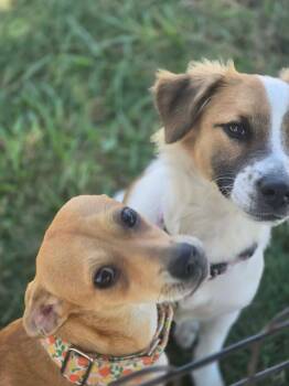 Summer -  Chihuahua Dog for Adoption in Kempner, Texas - Summer | PetCurious