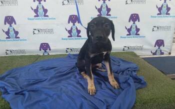Labrador Retriever and Mixed Breed Dogs Available for Adoption in Orlando, Florida - A597233 | PetCurious