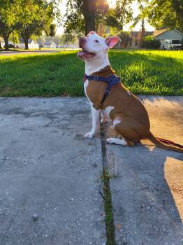 Chip -  Staffordshire Bull Terrier and Pit Bull Terrier Dog for Adoption in Pompano Beach, Florida - Chip | PetCurious
