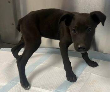 Halsin -  Shepherd and Pit Bull Terrier Dog for Adoption in Fresno, California - Halsin | PetCurious