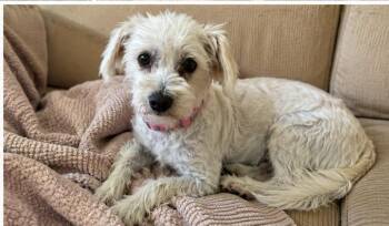 Whitney -  Schnauzer Dog for Adoption in Corona, California - Whitney | PetCurious