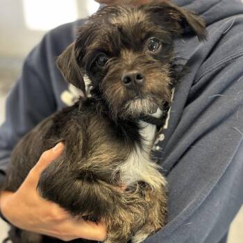 Lydia -  Chihuahua and Schnauzer Dog for Adoption in Long Beach, California - Lydia | PetCurious