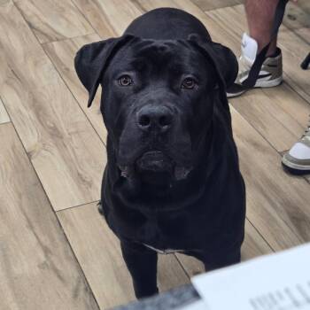 Tokyo -  Cane Corso Dog for Adoption in Newark, New Jersey - Tokyo | PetCurious