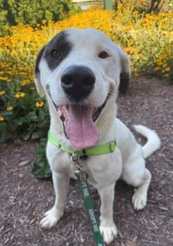 Rescue Labrador Retriever and Mixed Breed Dogs for Adoption in Leesburg, Virginia - INDY | PetCurious