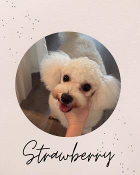 STRAWBERRY -  Bichon Frise Dog for Adoption in Coquitlam, British Columbia - STRAWBERRY | PetCurious