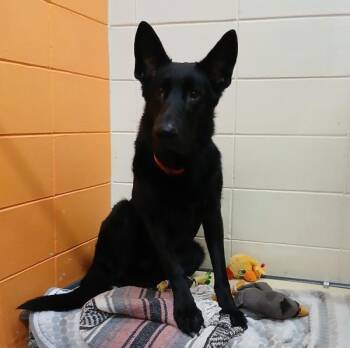 German Shepherd Dog Dogs Available for Adoption in Sioux City, Iowa - Porter | PetCurious