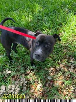 Mixed Breed Dogs Available for Adoption in West Palm Beach, Florida - FUDGE | PetCurious