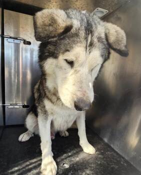Husky Dogs Available for Adoption - GEORGE | PetCurious