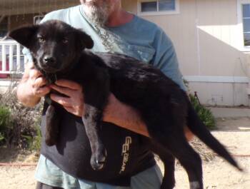 Labrador Retriever Dogs Available for Adoption in Corona, California - SHILOH | PetCurious