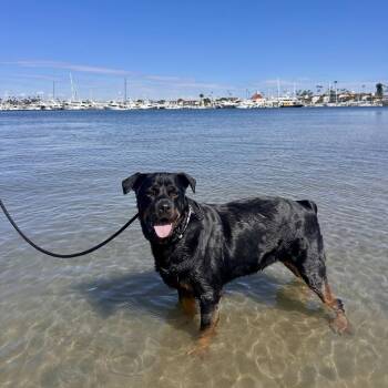 Flor -  Rottweiler Dog for Adoption in San Diego, California - Flor | PetCurious