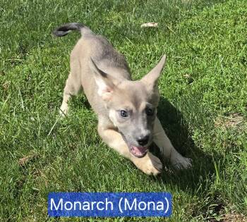 Mona -  Collie Dog for Adoption in Marine City, Michigan - Mona | PetCurious