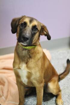 Chipper in NH. Come Meet our Adoptable Dogs Wednesday-Saturday.  -  Labrador Retriever Dog for Adoption in Manchester, New Hampshire - Chipper In NH. Come Meet Our Adoptable Dogs Wednesday-Saturday.  | PetCurious