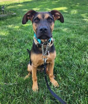Mario -  Australian Shepherd Dog Available for Adoption in WDM, Iowa - Mario | PetCurious