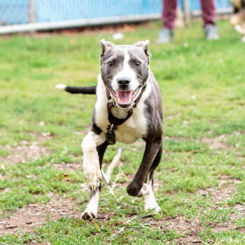 Rescue Mixed Breed Dogs for Adoption in Oakland, California - Hominy | PetCurious