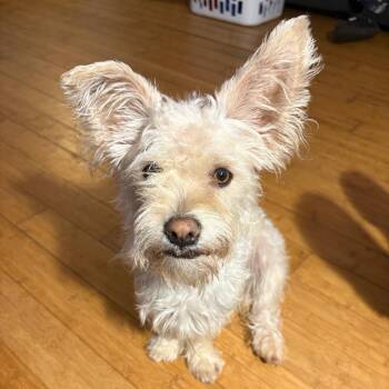 Casper -  Cairn Terrier Dog for Adoption in Lakeland, Florida - Casper | PetCurious