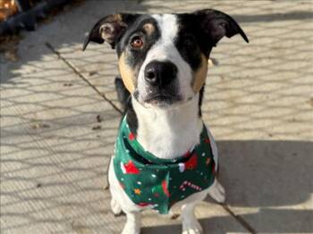 Border Collie and Mixed Breed Dogs Available for Adoption - ELLIE MAE | PetCurious