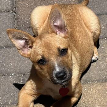 Chihuahua and Cattle Dog Dogs Available for Adoption in Richmond, California - MIDGE | PetCurious