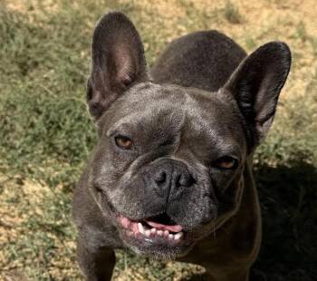 Nova -  French Bulldog Dog for Adoption in San Ramon, California - Nova | PetCurious