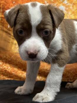 Rescue Shepherd and Mixed Breed Dogs for Adoption in San Antonio, Texas - Boone | PetCurious