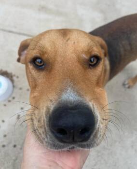 Rescue German Shepherd Dog and Labrador Retriever Dogs for Adoption in Carrollton, Texas - Buddy | PetCurious