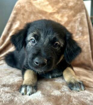 Caylor -  German Shepherd Dog Dog for Adoption in Cottonwood, Arizona - Caylor | PetCurious