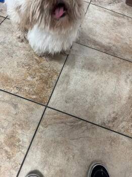 Macaroni -  Mixed Breed Dog for Adoption in Cincinnati, Ohio - Macaroni | PetCurious