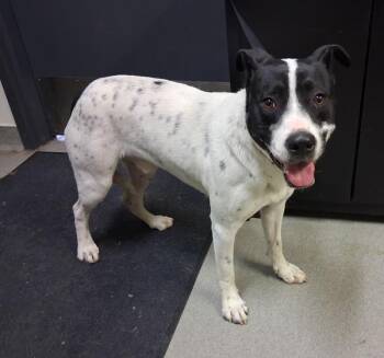 Australian Cattle Dog Blue Heeler and American Staffordshire Terrier Dogs Available for Adoption - Thumper | PetCurious