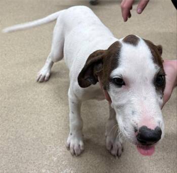 ALMOND -  Treeing Walker Coonhound and Mixed Breed Dog for Adoption in Grand Prairie, Texas - ALMOND | PetCurious