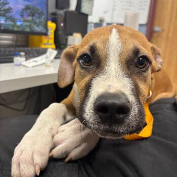 Prince -  Pit Bull Terrier and Mixed Breed Dog for Adoption in Saint Joseph, Missouri - Prince | PetCurious