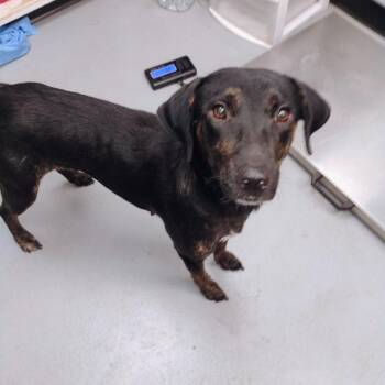 Hilda -  Mixed Breed Dog for Adoption in Duncan, Oklahoma - Hilda | PetCurious