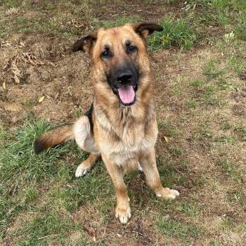 German Shepherd Dog Dogs Available for Adoption in Tuscaloosa, Alabama - Buddy | PetCurious