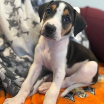 Hound Dogs Available for Adoption - Arctic Pup: Everest | PetCurious