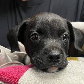 Herman -  Chihuahua Dog for Adoption in Yuma, Arizona - Herman | PetCurious