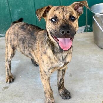 Mixed Breed Dogs Available for Adoption in Bella Vista, Arkansas - Scout | PetCurious