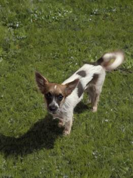 Rescue Chihuahua Dogs for Adoption in San Antonio, Texas - Pancho Villa | PetCurious