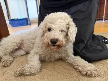 Poodle Dogs Available for Adoption - Valentine | PetCurious
