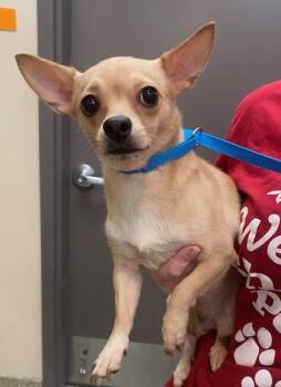 Chobani -  Chihuahua Dog for Adoption in Kansas City, Missouri - Chobani | PetCurious