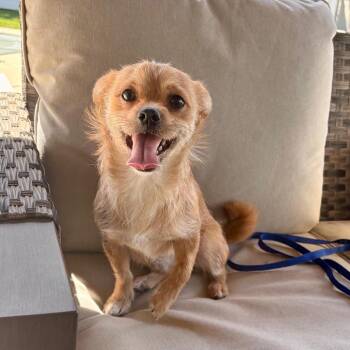 Terrier Dogs Available for Adoption in Waterford, New Jersey - RAINDROP | PetCurious