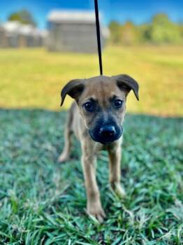 Rescue Terrier and Mixed Breed Dogs for Adoption in Aiken, South Carolina - Piper | PetCurious