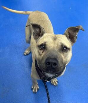 Terrier Dogs Available for Adoption in Lancaster, South Carolina - Birch | PetCurious