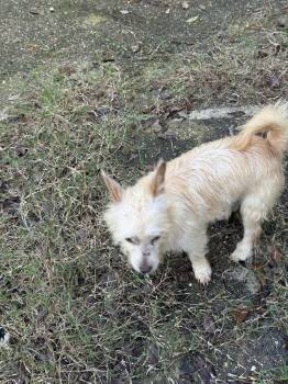 Wire Fox Terrier Dogs Available for Adoption - Humphrey- Scruffy Sweetheart | PetCurious