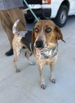 Juniper -  Coonhound and Mixed Breed Dog for Adoption in Manchester, Tennessee - Juniper | PetCurious