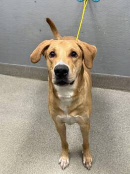 AMOS -  Great Dane and Mixed Breed Dog for Adoption in Las Vegas, Nevada - AMOS | PetCurious