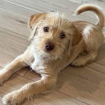 Wirehaired Terrier Dogs Available for Adoption in Wando, South Carolina - Sonny | PetCurious