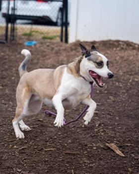 Witty -  Mixed Breed Dog for Adoption in Chamblee, Georgia - Witty | PetCurious