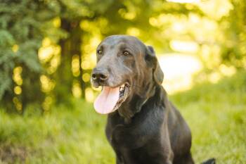 Boone-Transport -  Mixed Breed Dog for Adoption in Gradyville, Kentucky - Boone-Transport | PetCurious