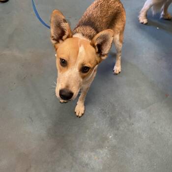 Moon -  Mixed Breed Dog for Adoption in Memphis, Tennessee - Moon | PetCurious
