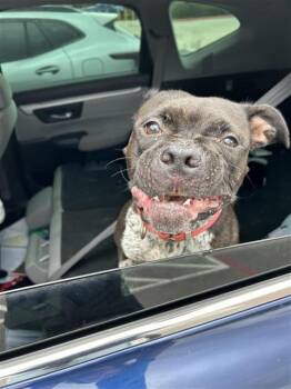 JOLENE -  American Bulldog Dog for Adoption in San Antonio, Texas - JOLENE | PetCurious