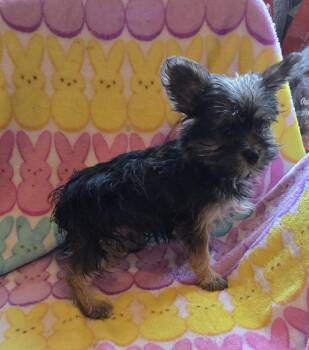 Yorkshire Terrier Dogs Available for Adoption in Woodsfield, Ohio - TIKI | PetCurious